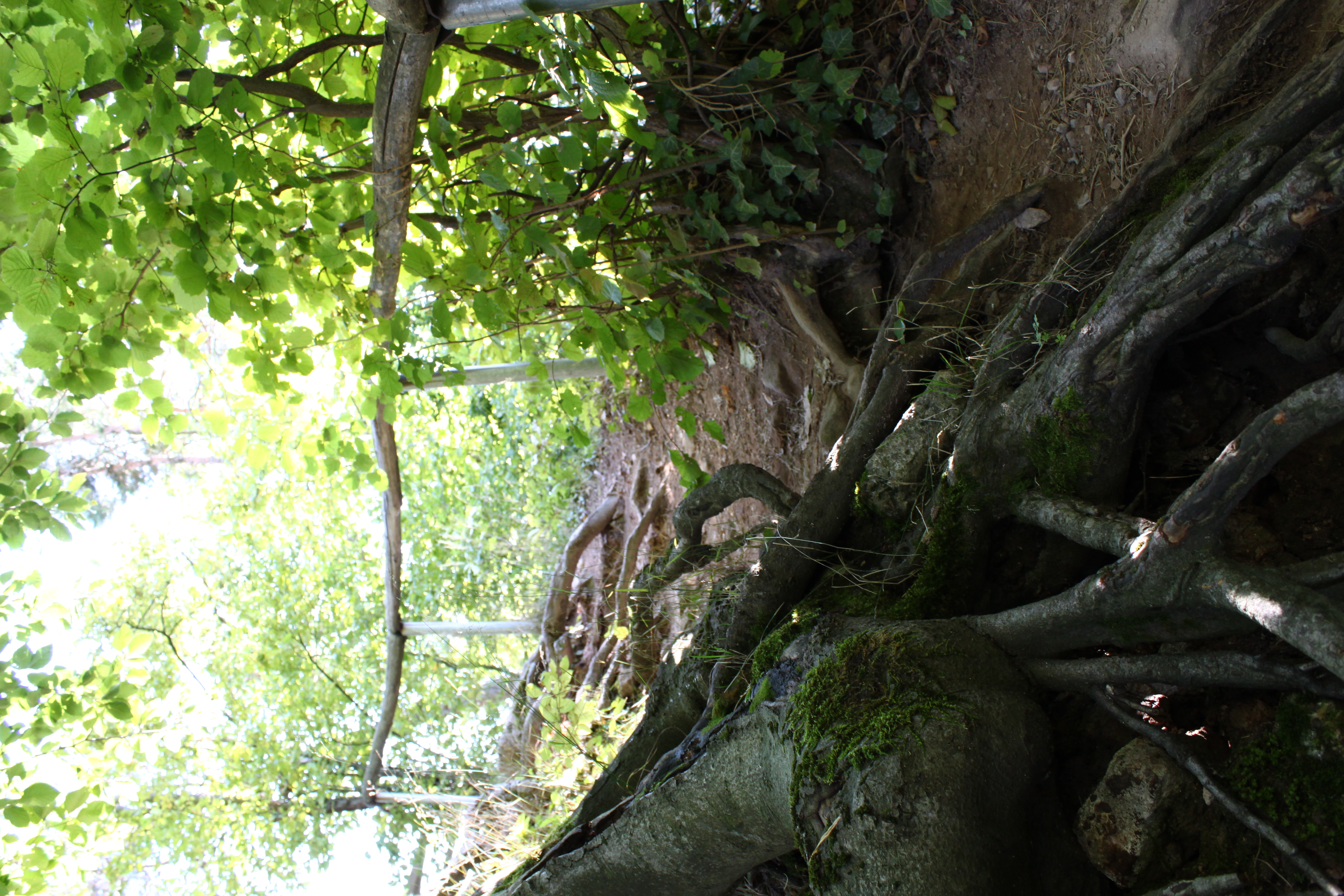 Südpfalz Pfälzer Wald