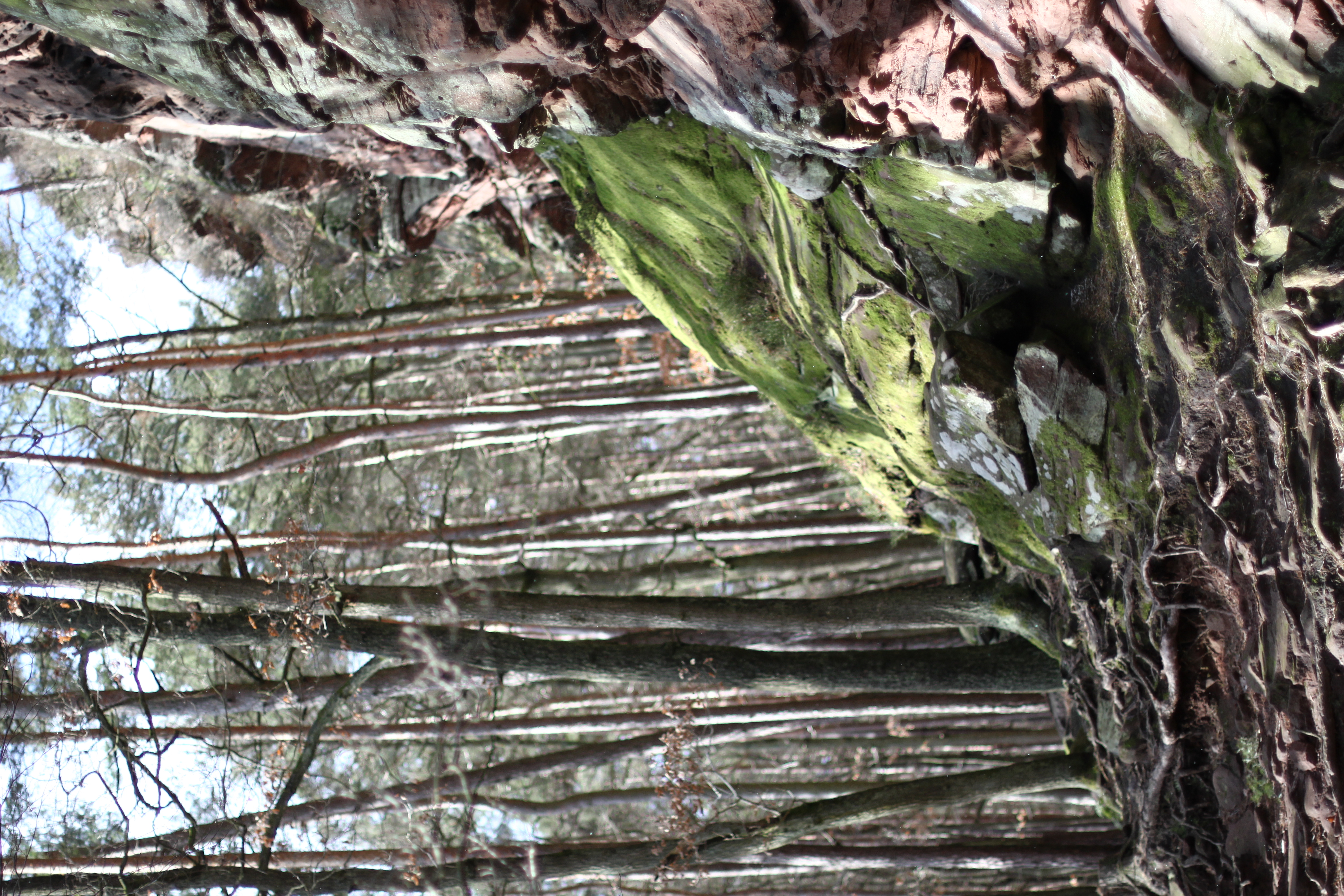 Südpfalz Pfälzer Wald