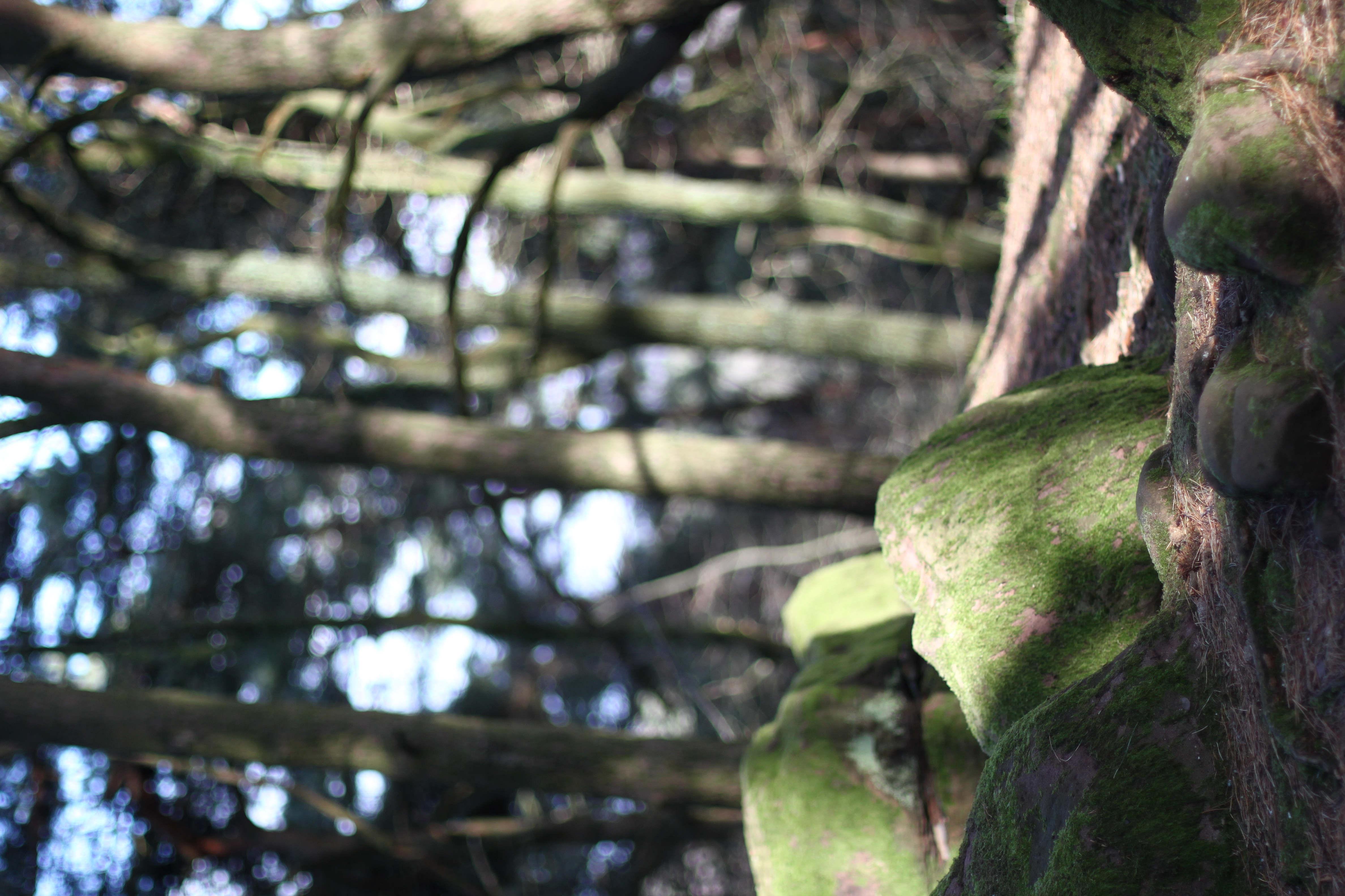 Südpfalz Pfälzer Wald