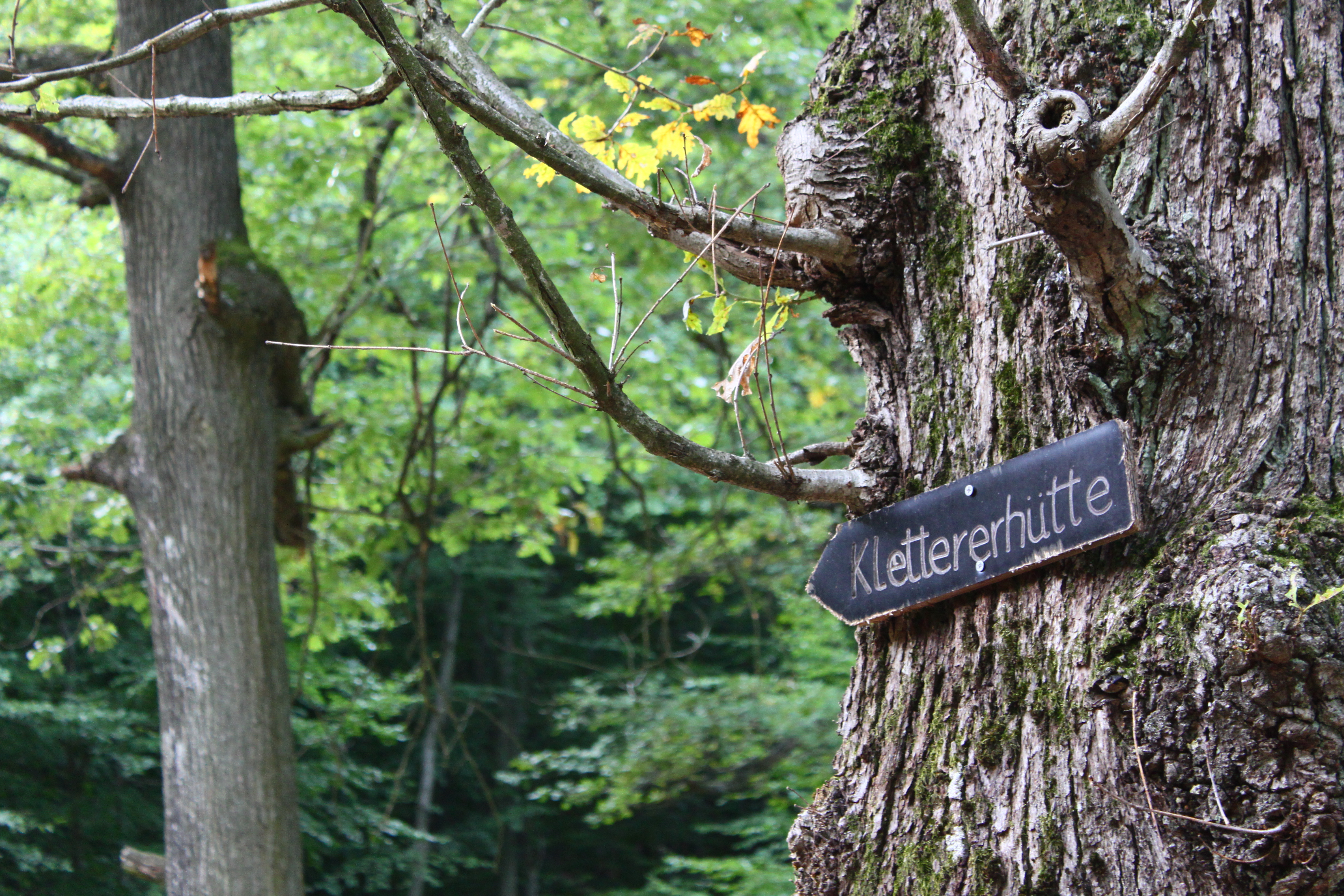 Weg zur Kletterhütte Annweiler